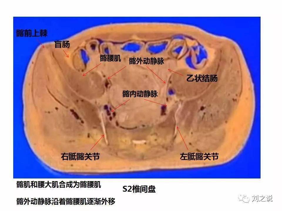 收藏必备男性盆腔断层解剖