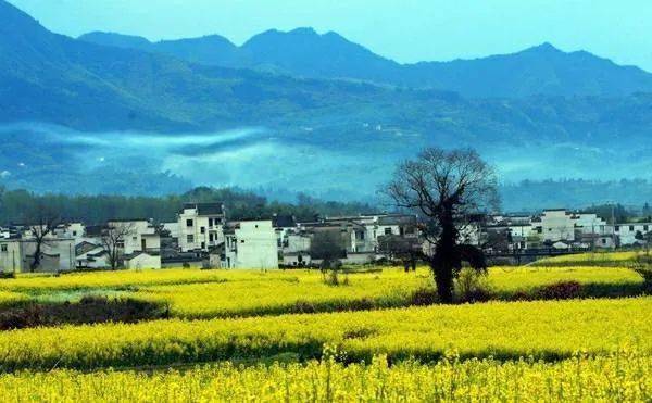 早餐后乘车至黄山风景区(车程约1.