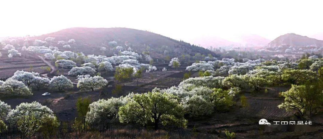 在高家团城玉泉山一带数百年的老梨树随处可见经历岁月的沧桑这些老