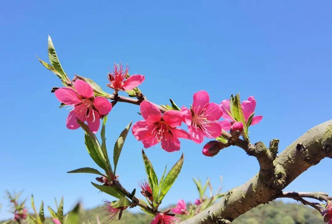 博罗象头山桃花如期开春天按时来