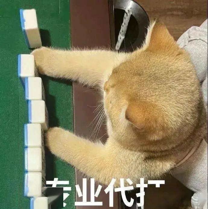 为什么打工这么难啊啊啊丨第344期喵表情包