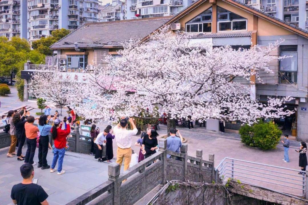 樱花满城信义坊樱花王开了新天地每一帧都是壁纸收好拱墅这份赏樱地图