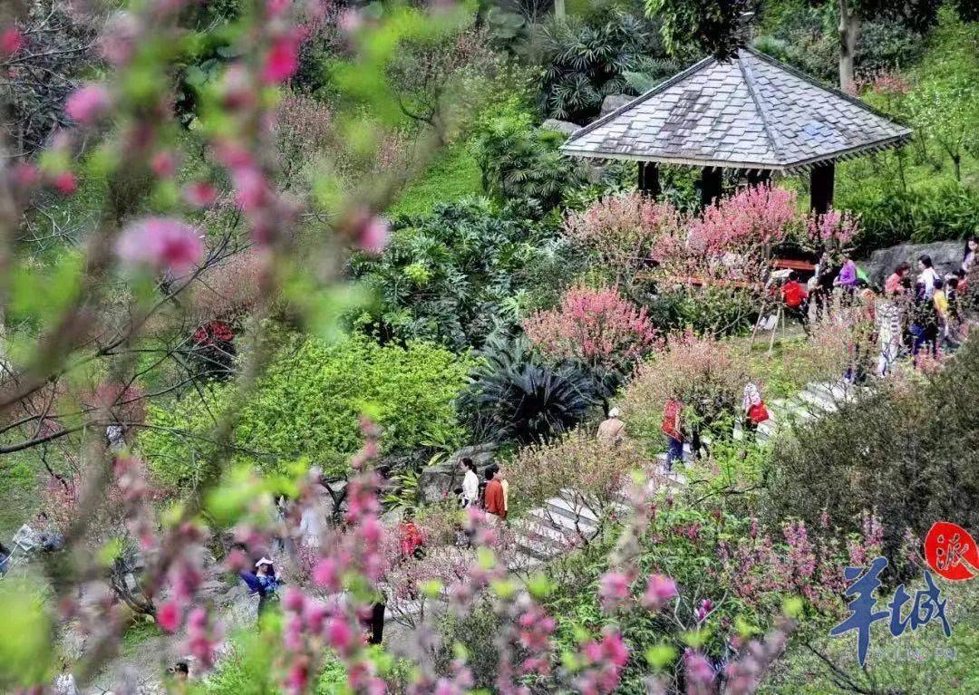 广州白云山桃花涧黄花风铃木据了解,广东省林业局已连续两年举办"花开