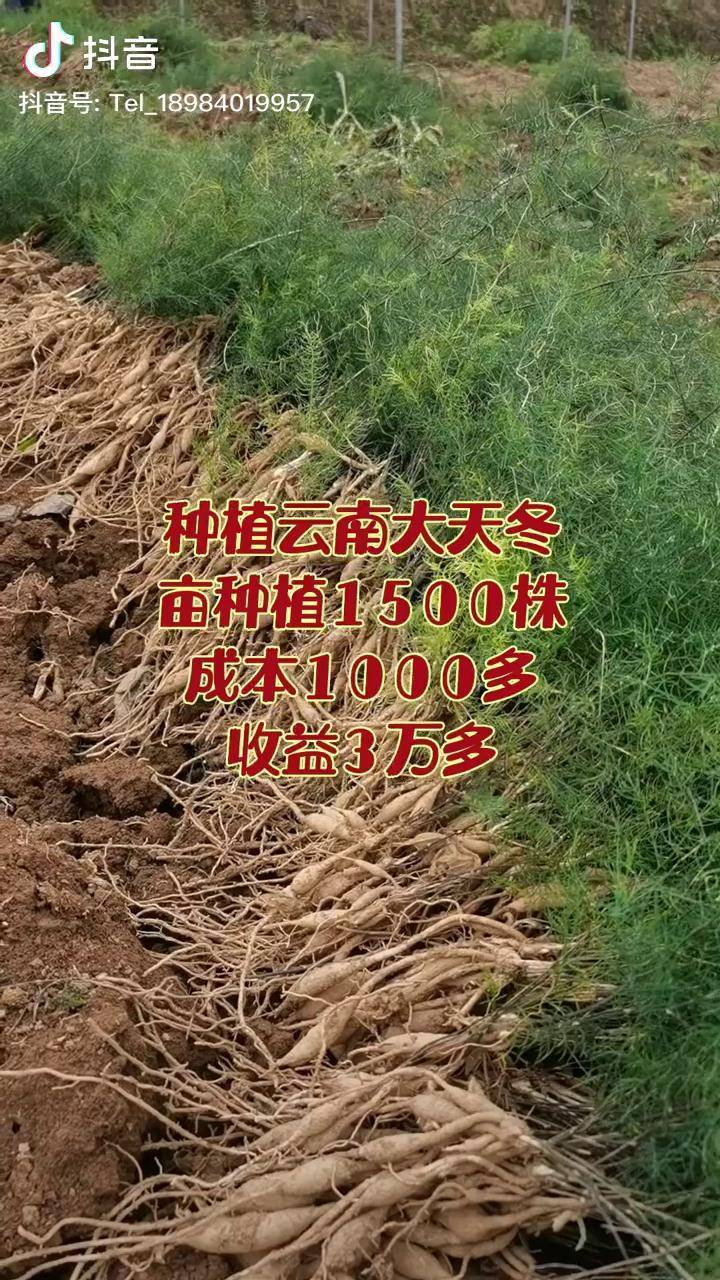 云南大天冬乡村振兴天冬天门冬乡村生活dou起来农村有闲地种植这个