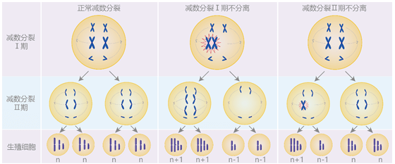 精子和卵细胞需要通过减数分裂而形成,在减数分裂过程中染色体只复制