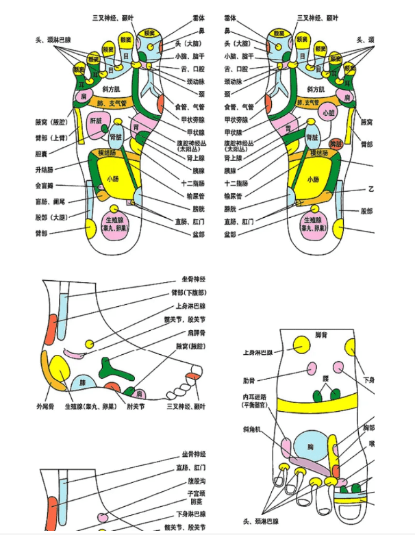 在脚上都有相应的投影,连接人体脏腑的12 条经脉,其中有6条起于足部