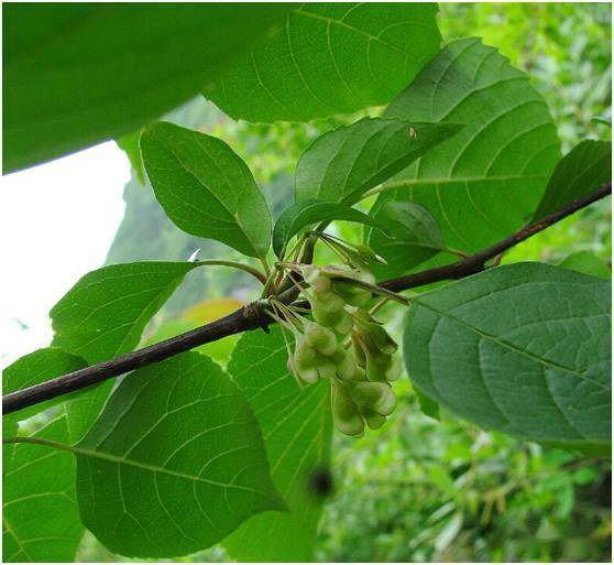 盘点云南省珍稀植物_摄影_保护_物种