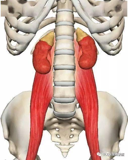 腰大肌,也称大腰肌,为一长梭形肌肉,起自第十二胸椎及全部腰椎两旁,与