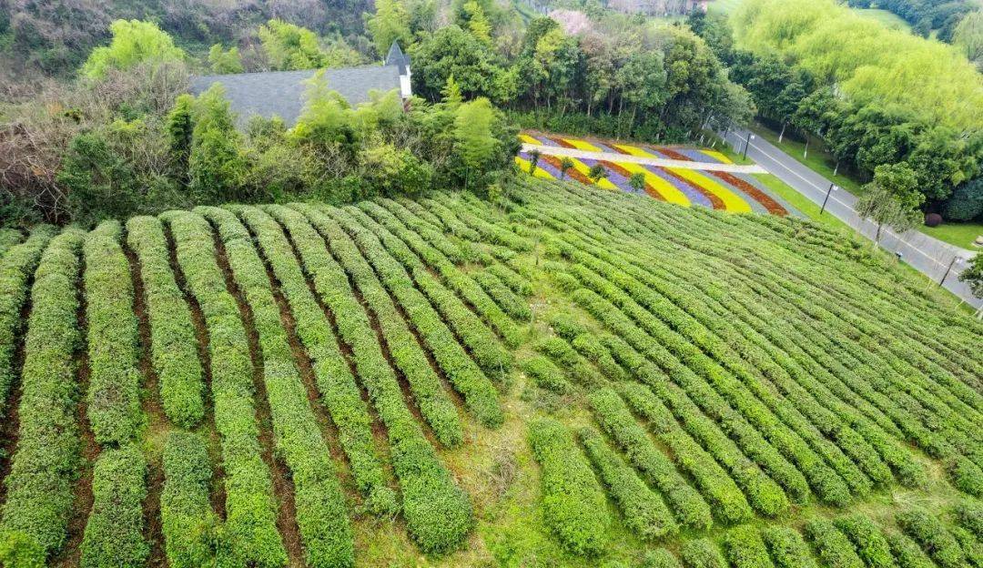 视觉溧阳 茶山,香了_李家园_曹山_天目湖