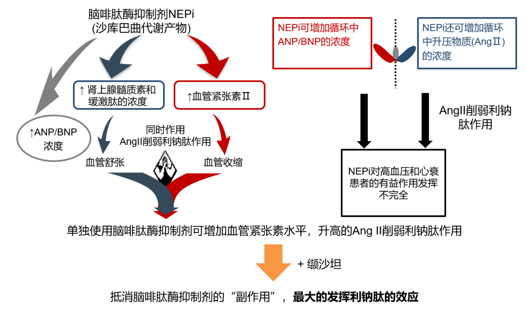 盘点沙库巴曲缬沙坦三大优势_利钠_的作用_血管