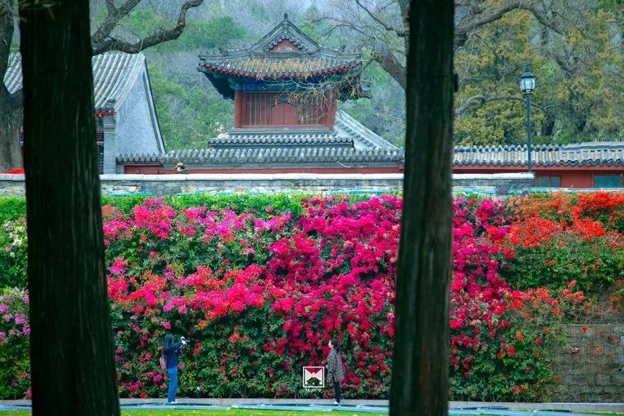 古寺赏花 红螺寺繁花如海,假期去正好_怀柔_玉兰_杜鹃