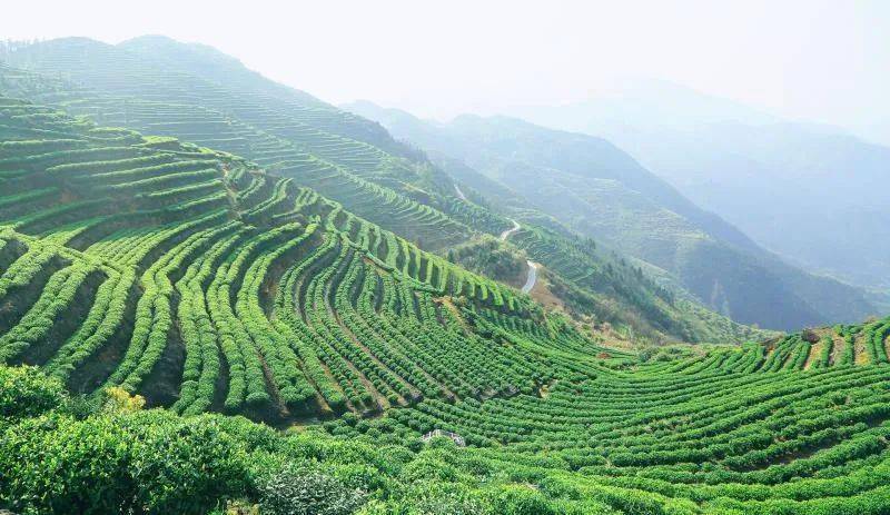 寿宁:强化茶叶质量监管 助推茶产业蓬勃发展_高山茶_全县_品牌