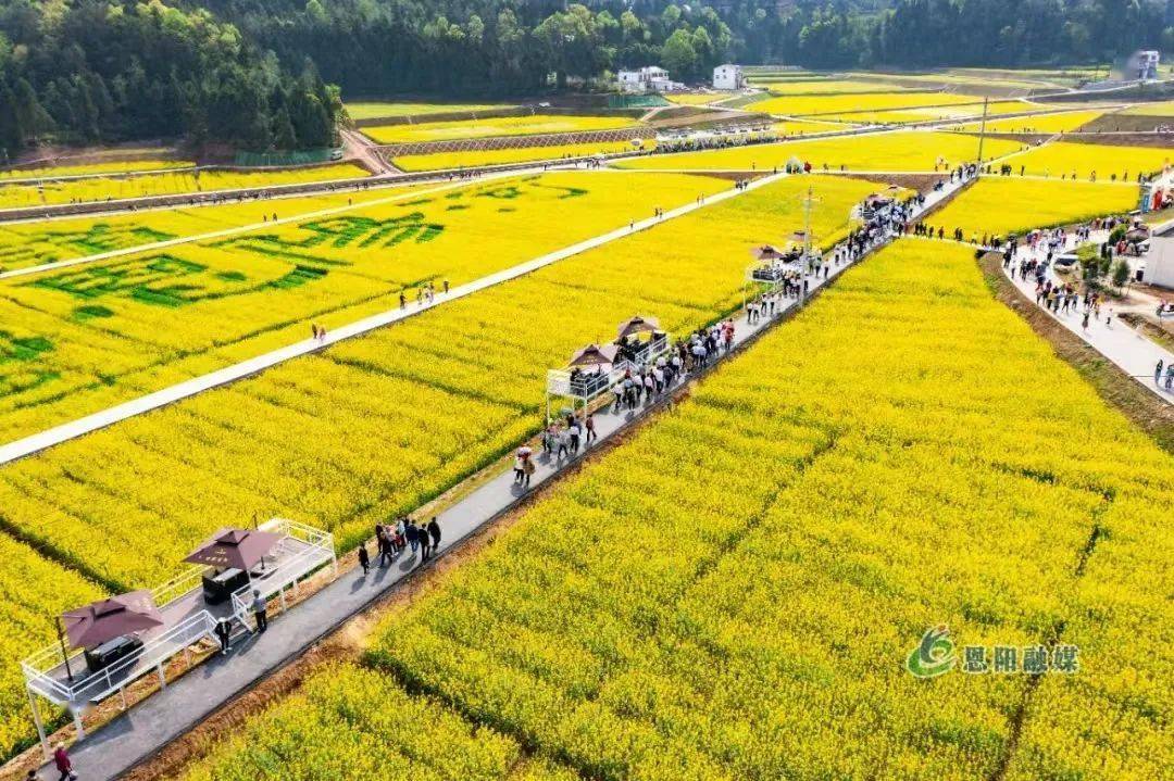 "田园恩阳·海山情园"首届油菜花节打造农旅融合新