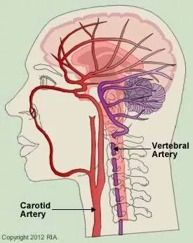 椎动脉精细解剖图谱