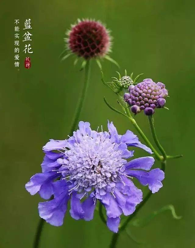 识花蓝盆花