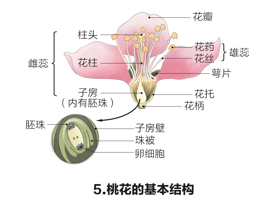 中考生物初中生物重点识图