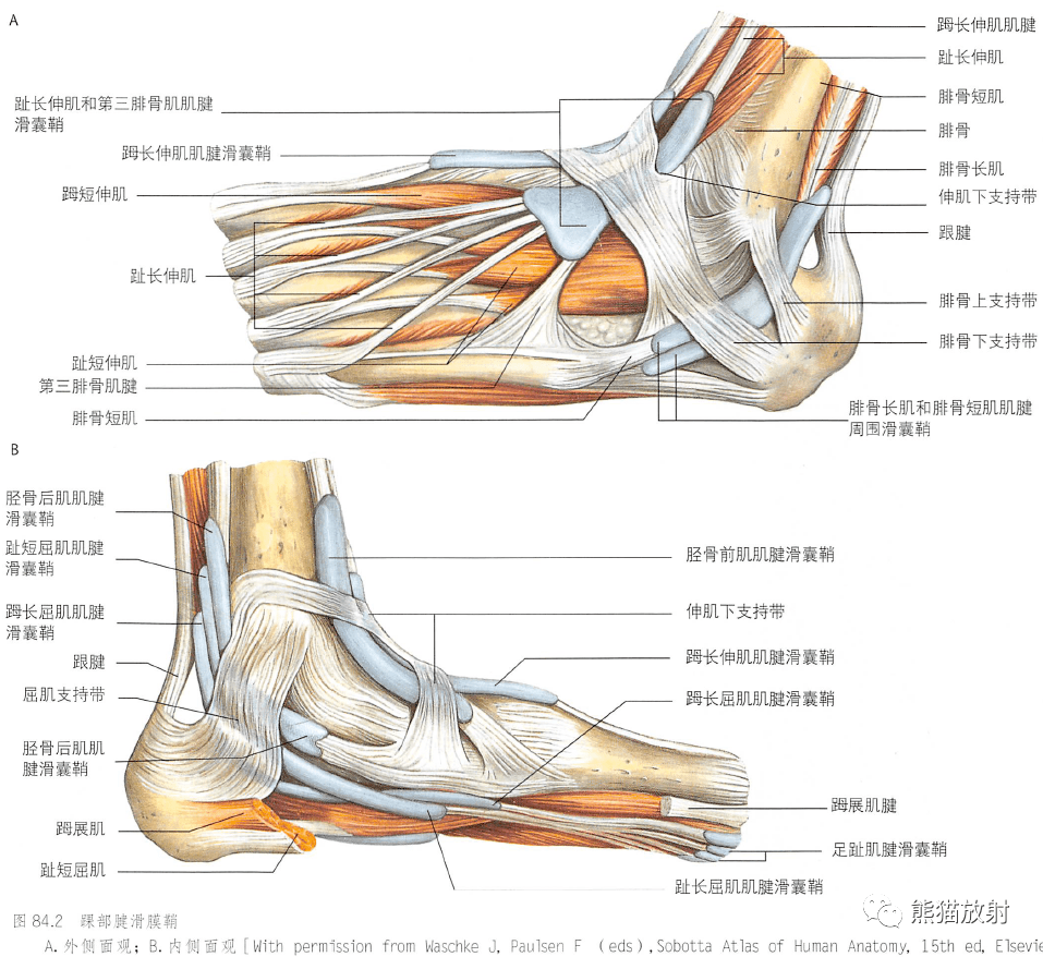 解剖丨小腿踝和足