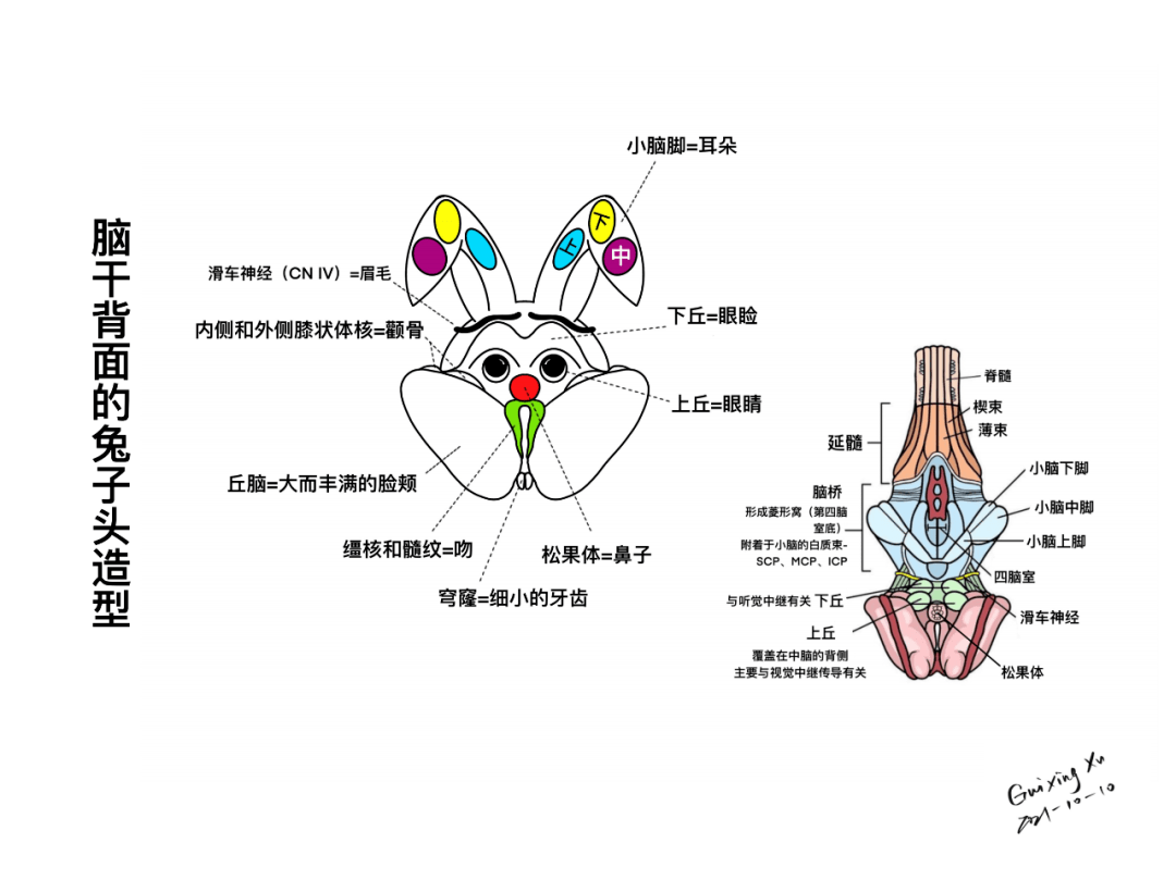 脑干与颅神经的解剖与临床
