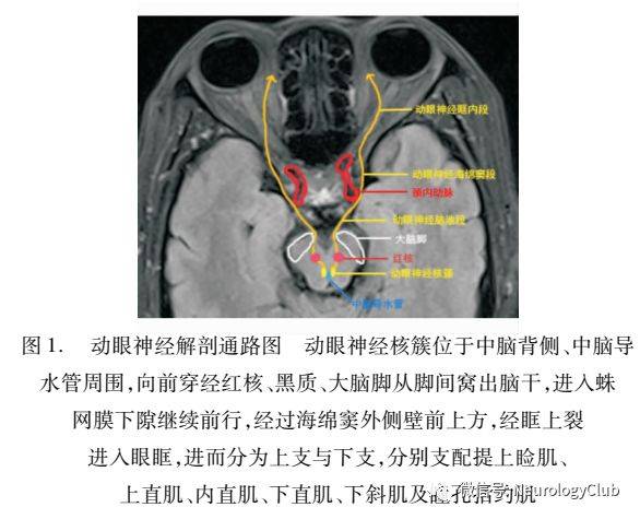 动眼神经麻痹的诊断及处理原则奔腾的小蚂蚁·今天 15:22肾脏长满水泡