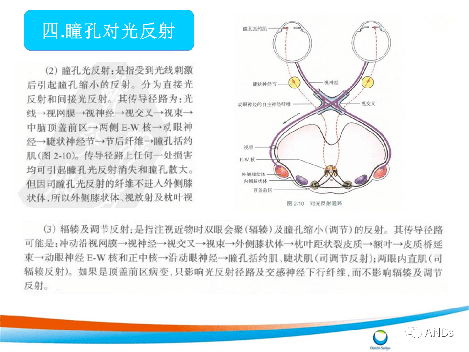 神经系统反射检查_sign_阳性_前臂