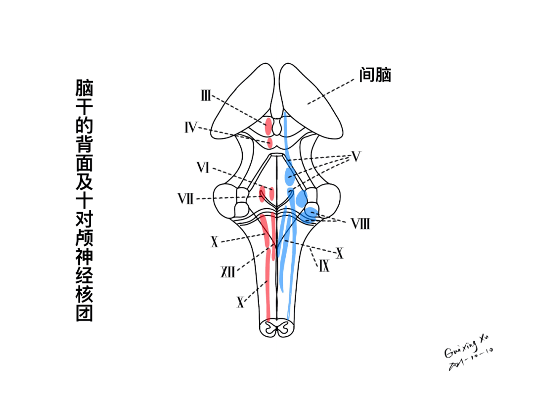 脑干的背面及十对颅神经核团脑干背面的兔子头造型脑干的背面及小脑脚