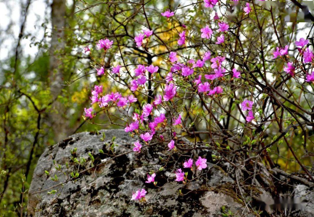 驼梁风景区迎红杜鹃花绽放_园艺_园林_迎风