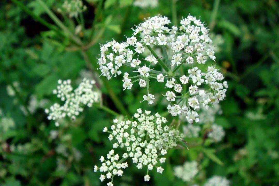 1 短果茴芹的花图8.