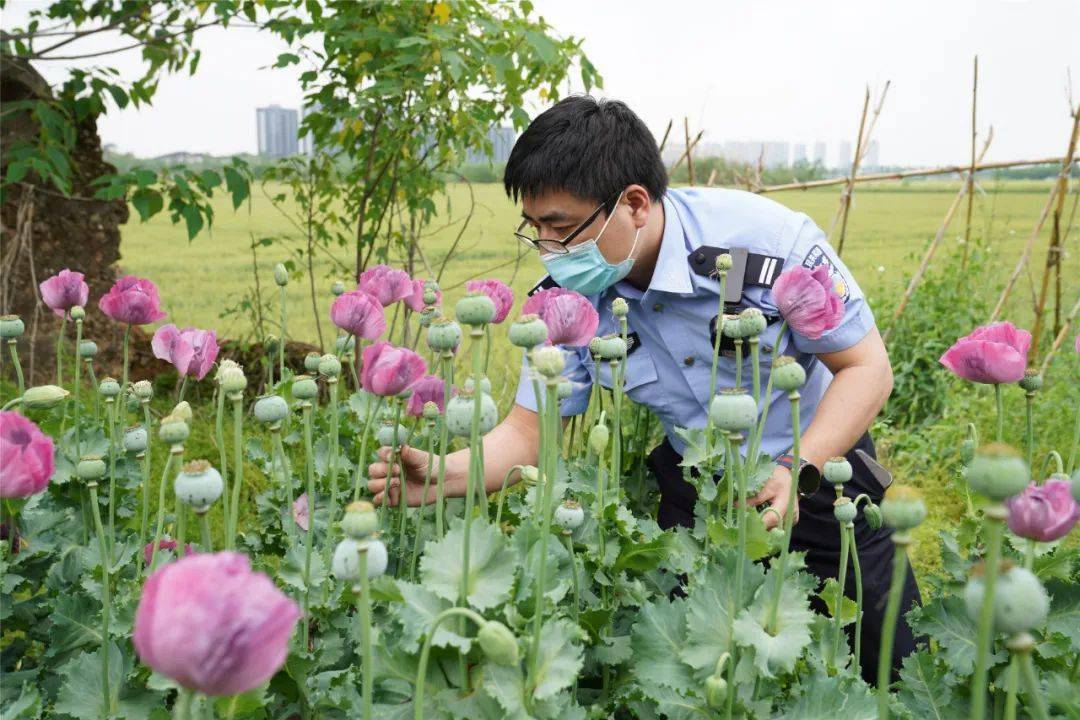 种植_罂粟_植物