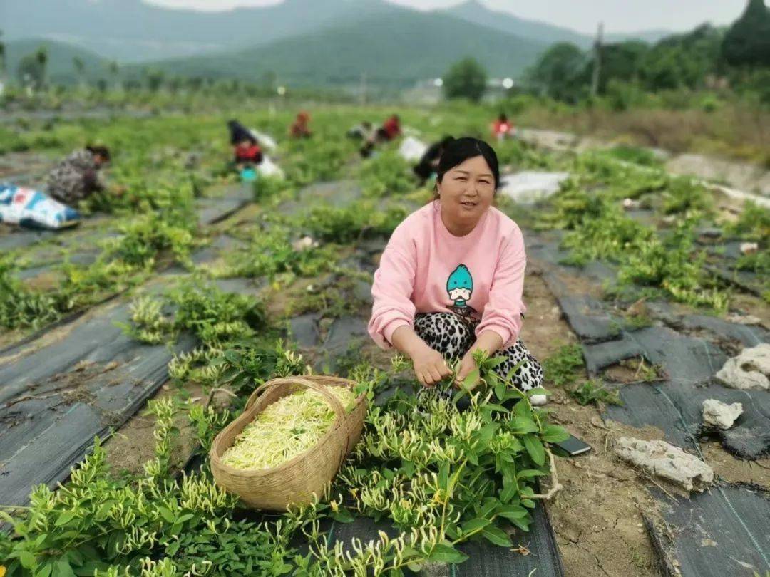 子陵铺镇金泉村种下金银花采得金银来