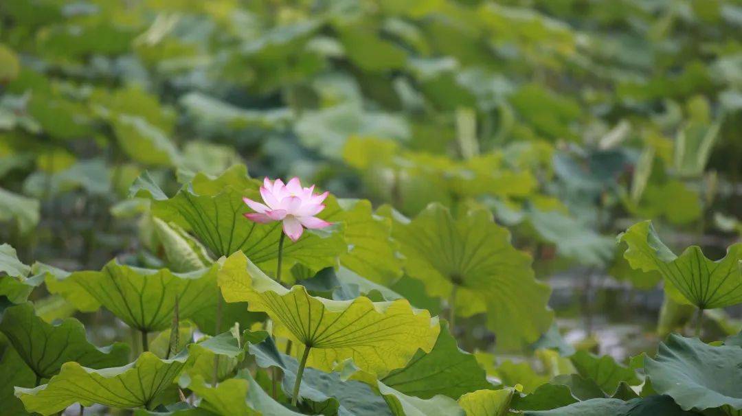 杭州市民心里自然少不了老牌赏荷胜地—曲院风荷,莲叶田田,菡萏妖娆