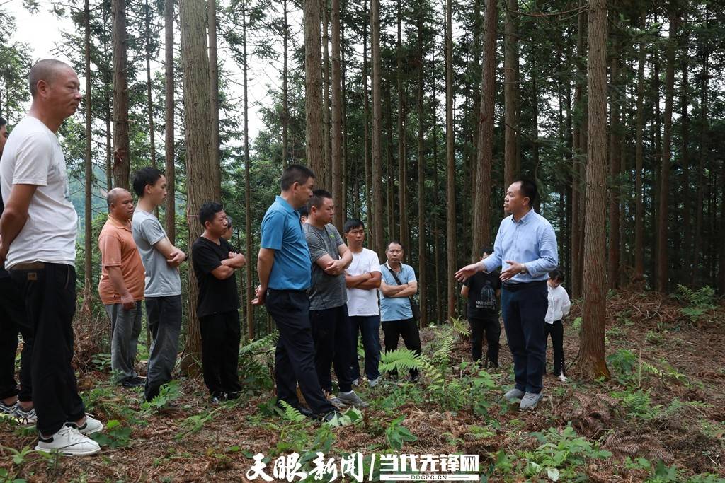 剑河巩固国储林建设工作推进林业产业发展