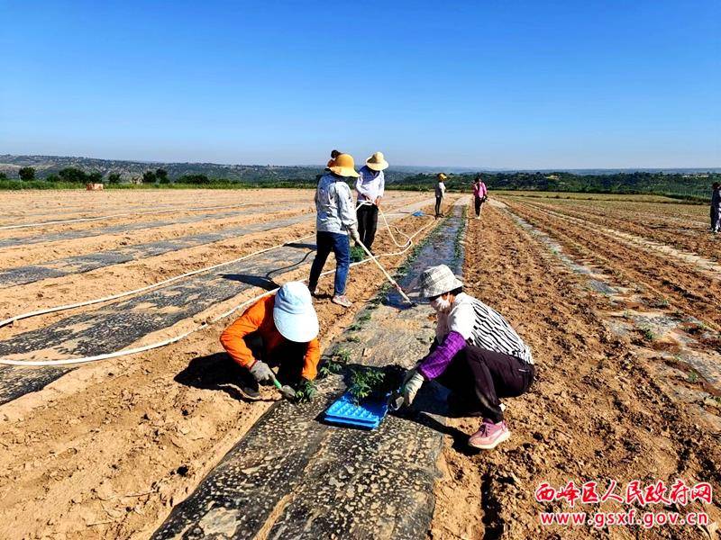 后官寨镇孔塬村露地蔬菜栽种忙