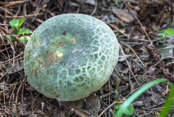 吃菌那些事收藏云南常见食用野生菌大盘点