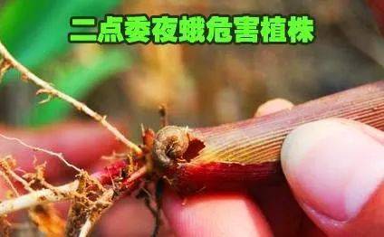 粘虫这两年粘虫年年大暴发,尤其是陕西那边,被虫子吃成光秆的玉米比比