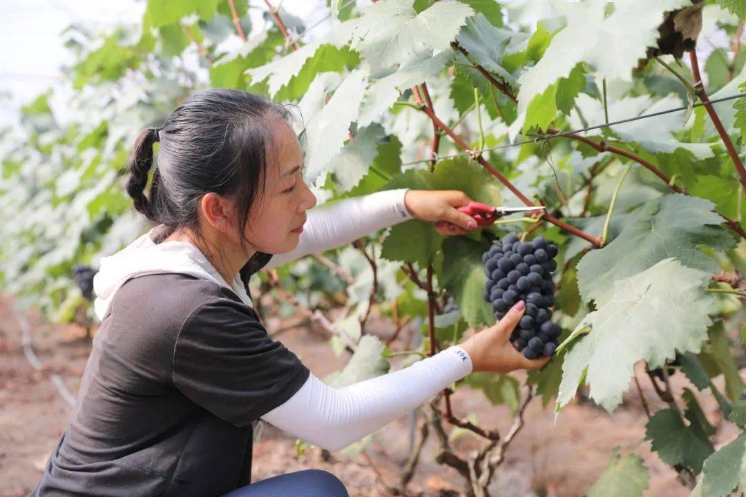 6000亩伏淡季水果促乡村产业振兴_种植_葡萄_铁山镇