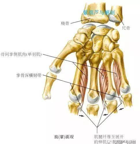 5指近节指骨底和伸指肌腱扩张部(指背腱膜)作用:沿手中轴(第3指)内收