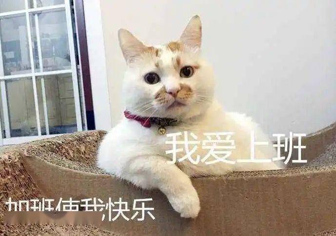 不想上班工作篇一起来欣赏猫猫狗狗表情包~接稳了,斗图不能输!