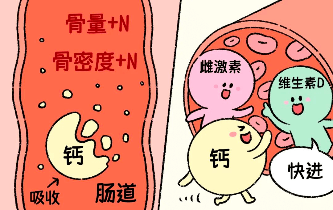 缺钙_摄入量_吸收率