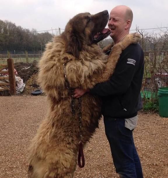 俄罗斯战斗民族养的狗狗,最重达150斤,带你了解犬中之王高加索_主人