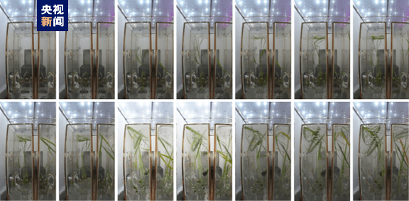中国空间站问天舱实验进展顺利 植物生长状态良好