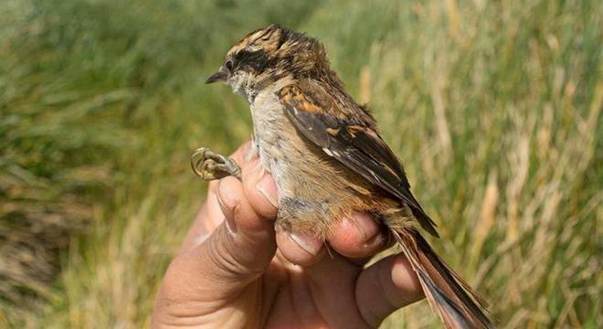 研究人员在南美洲智利偏远地区发现新的鸟类物种