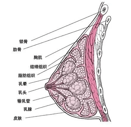 脂肪组织决定胸部的大小,结缔组织也就是乳房悬韧带负责支撑乳房,保持