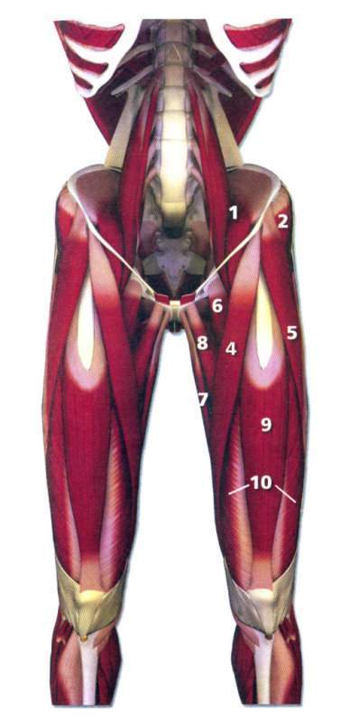 阔筋膜张肌 6.耻骨肌 7.股薄肌 8.长收肌 9.股直肌 10.