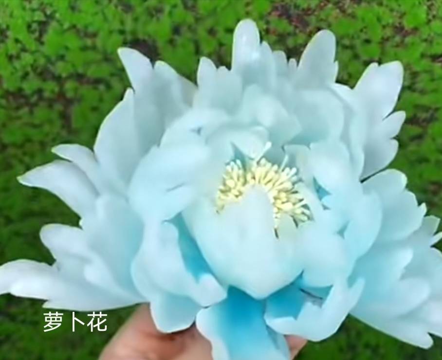 “奇花异果人鱼”篇：打开眼界！带你穿越清凉一夏的万花筒世界