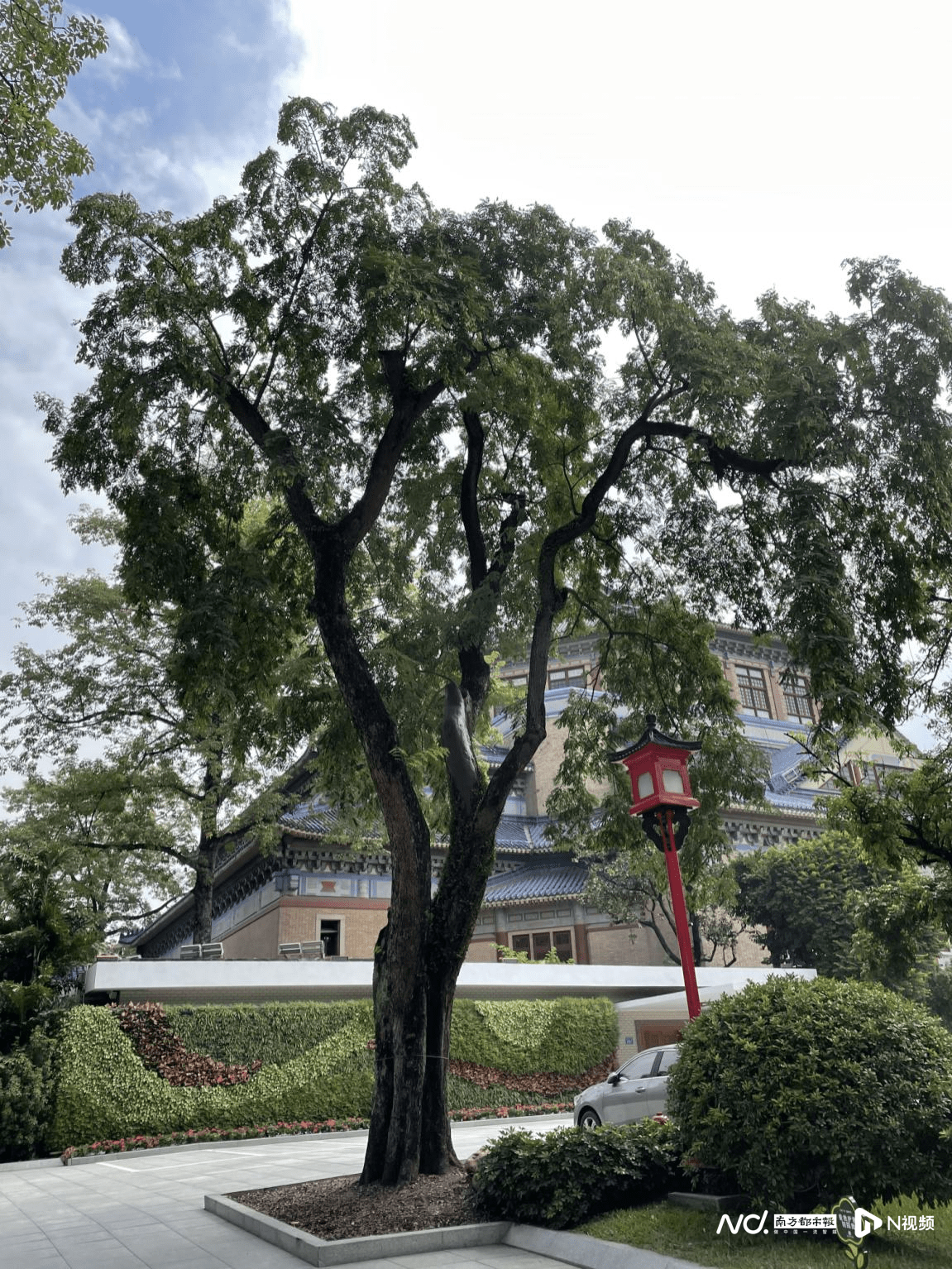 广州中山纪念堂再添4株古树，数量、树种均有增加