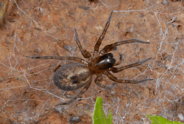 brown recluse spider棕色隐士蜘蛛棕色隐士蜘蛛也是一种外来蜘蛛