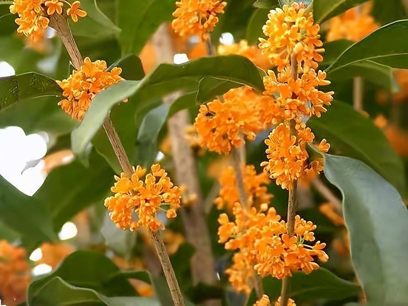 春季4月是适合桂花换盆的时节