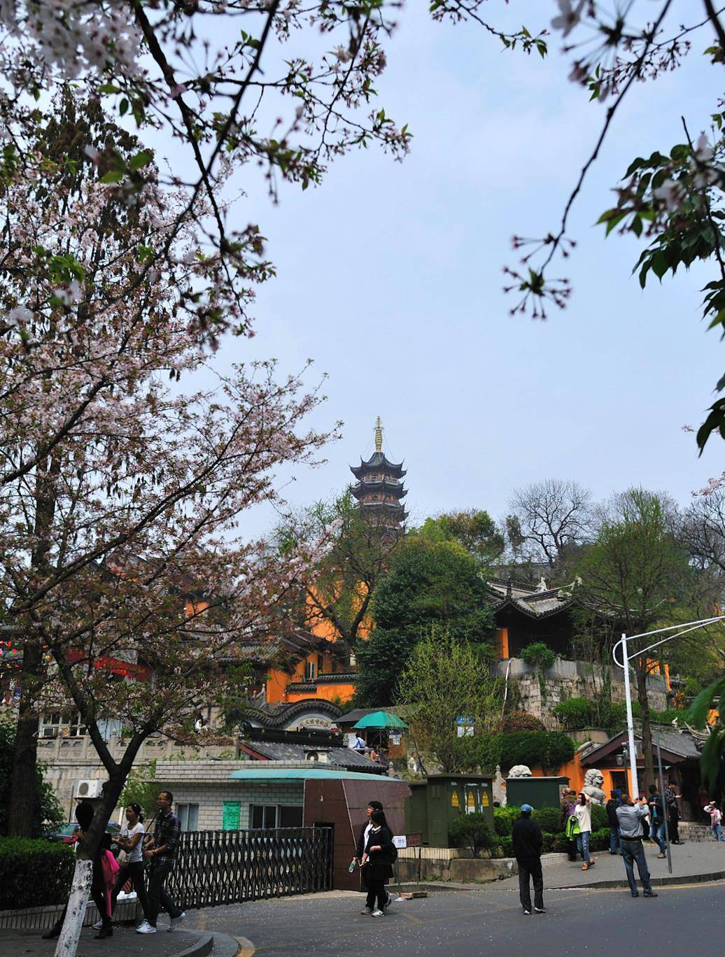 南京最美的樱花大道，毗邻千年古刹鸡鸣寺，赏樱免费但建议云赏花