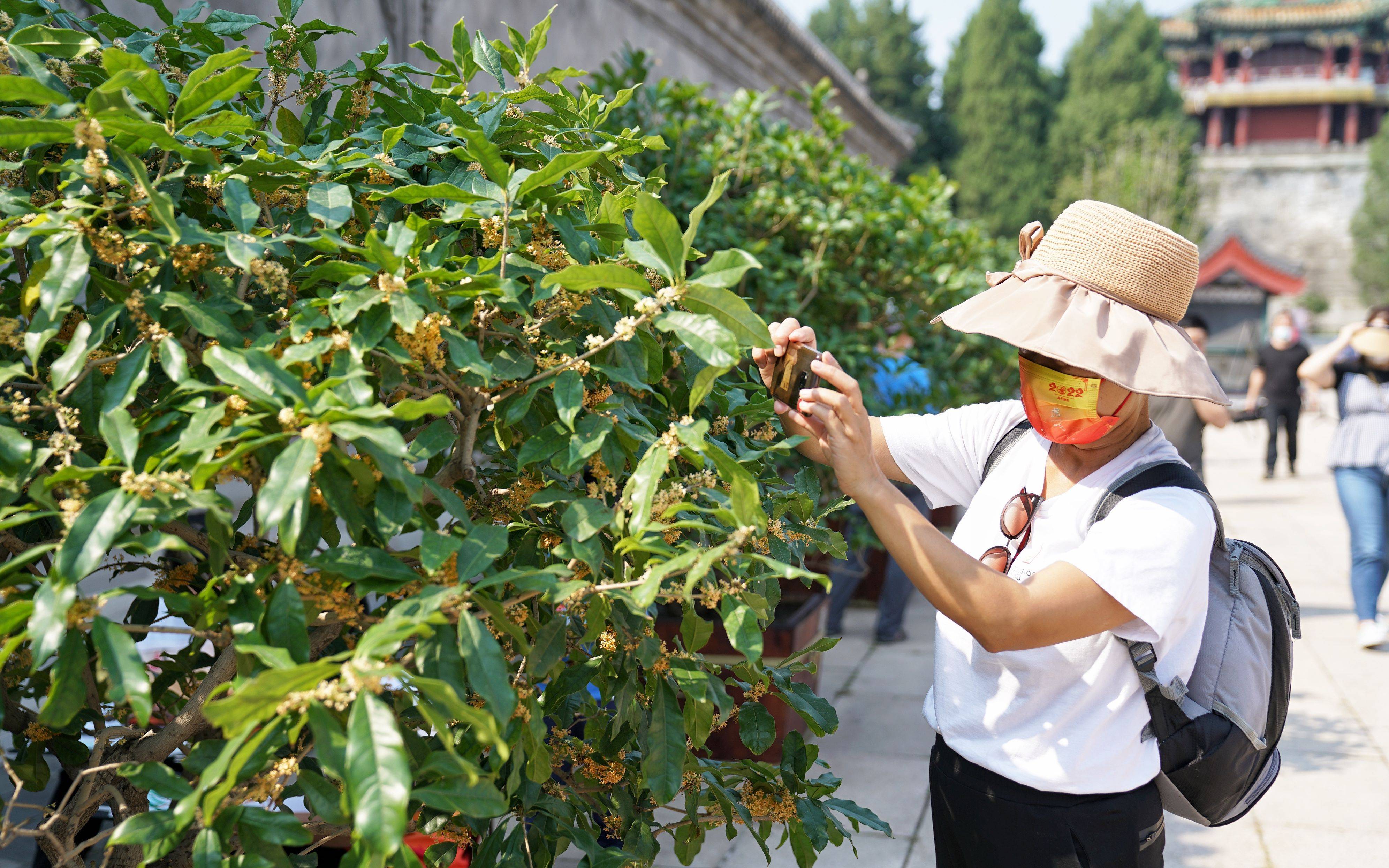 百余盆盆栽桂花亮相颐和园，最佳观赏期为中秋节及随后一周