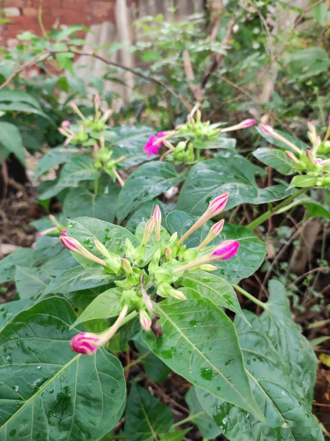 紫茉莉在民间一般俗称洗澡花,地雷花,晚饭花,懒老婆花,夜来香,烧汤花